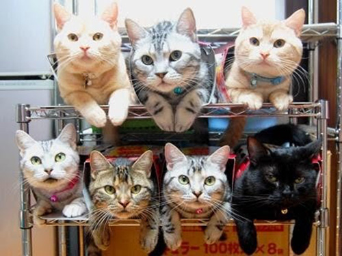 Organize Kitties.jpg