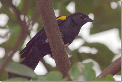 blackbird