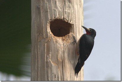 PR Woodpecker