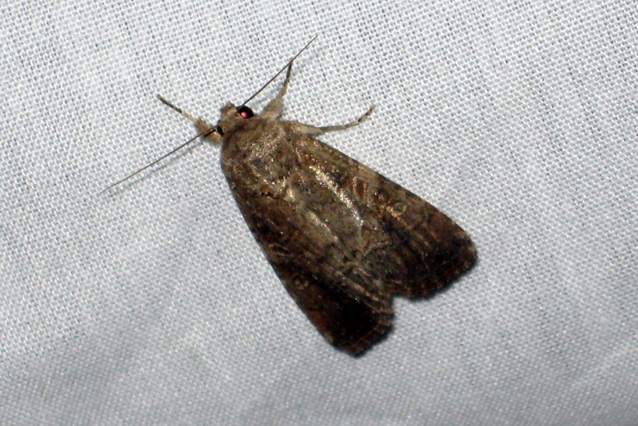 [9666 - Spodoptera frugiperda - Fall Armyworm Female - 02[3].jpg]