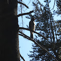 Red Tailed Hawk