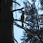 Red Tailed Hawk