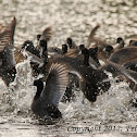 American Coot