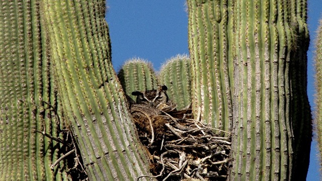 [McDowell MTN Saguaro & Owl2[6].jpg]