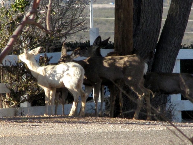 [White Deer and her pals[3].jpg]