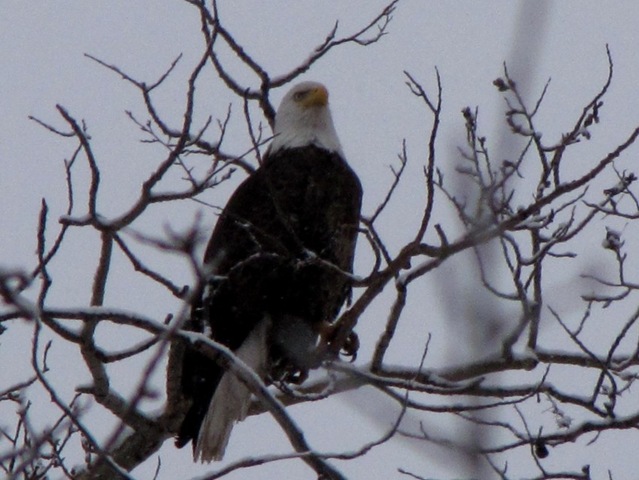 [Bald Eagle3[4].jpg]