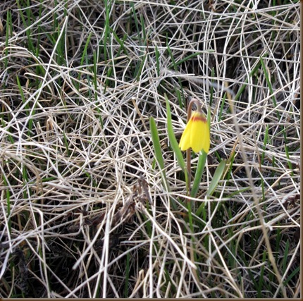 yellow flower