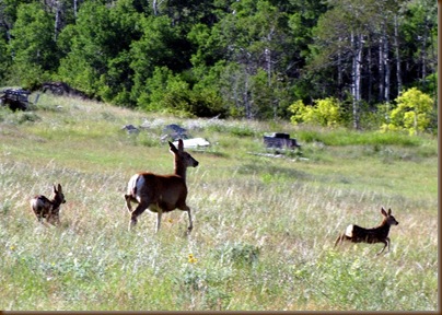 Deer and fawns