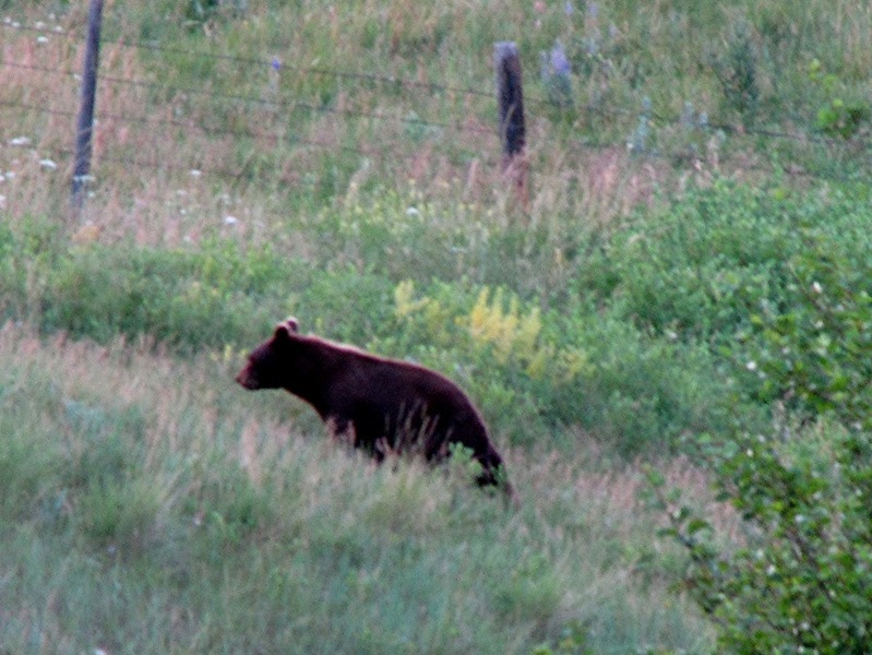 [Bear July visitor[2].jpg]