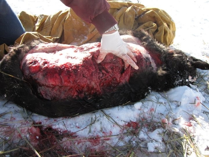 [wolf kill2 Standard e-mail view[3].jpg]