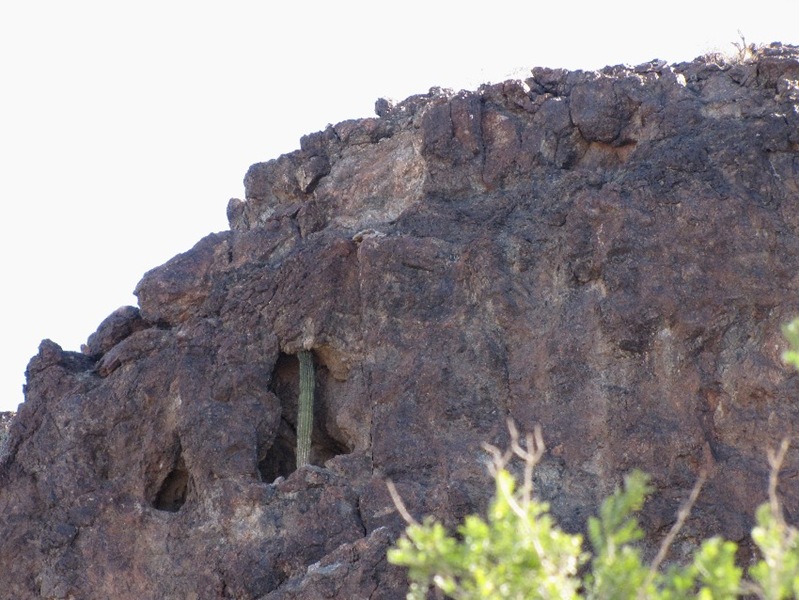 [Strange place for a saguaro[2].jpg]