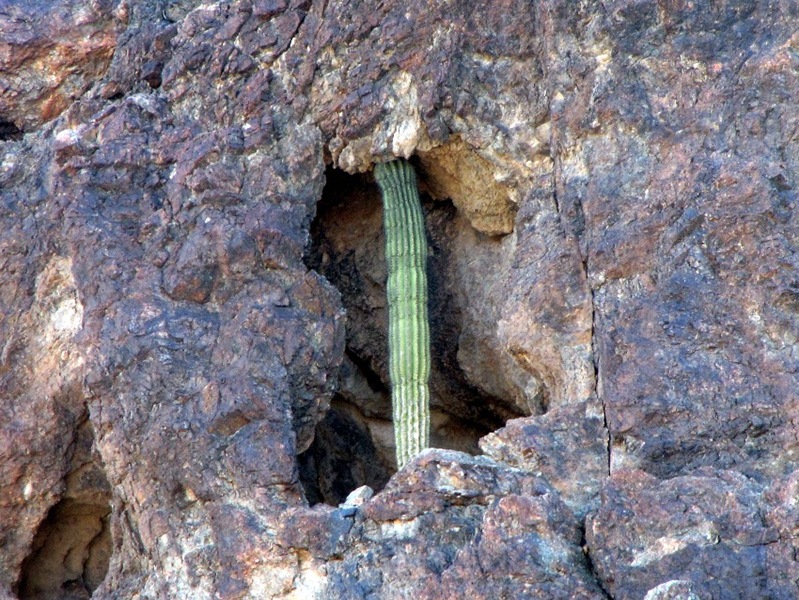 [Strange place for a saguaro2[2].jpg]