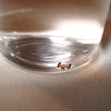 A Bee Brain !