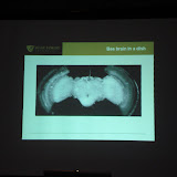 The Bee Brain