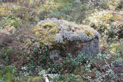 Долго нам будет Карелия сниться... 