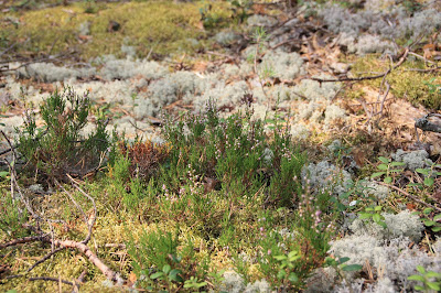 Долго нам будет Карелия сниться... 
