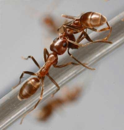 [090505-ant-death-02[2].jpg]