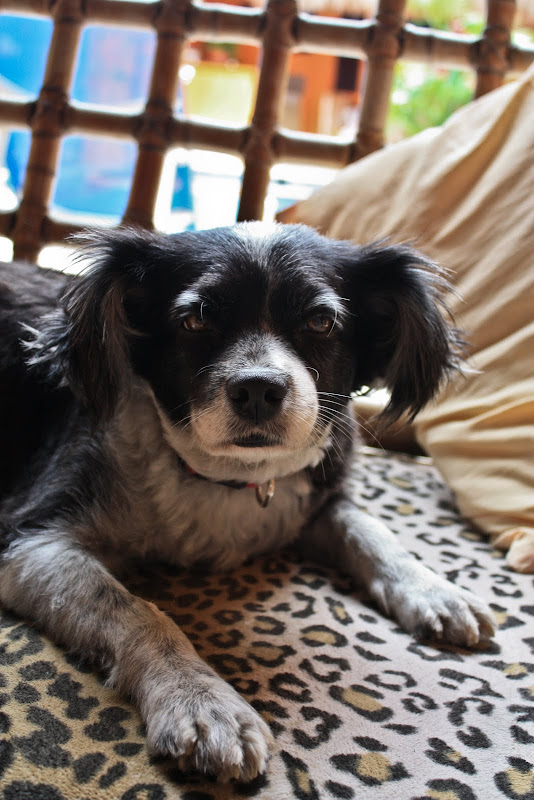 dog