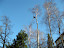trees march albavagen lindingo 012