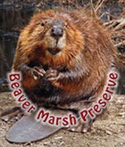 [beaver-marsh-preserve[3].jpg]