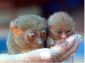 [tarsier-brothers[2].png]
