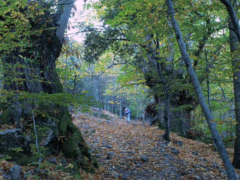 Foto de  Montseny: Viladrau-Matagalls