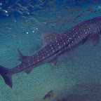 鯨鯊(Whale shark)