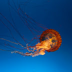 Pacific sea nettle (Chrysaora fuscescens)