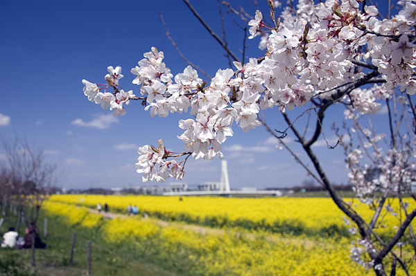 藍天、白雲、櫻花、油菜花，不是不可能的願望，只是要運氣。