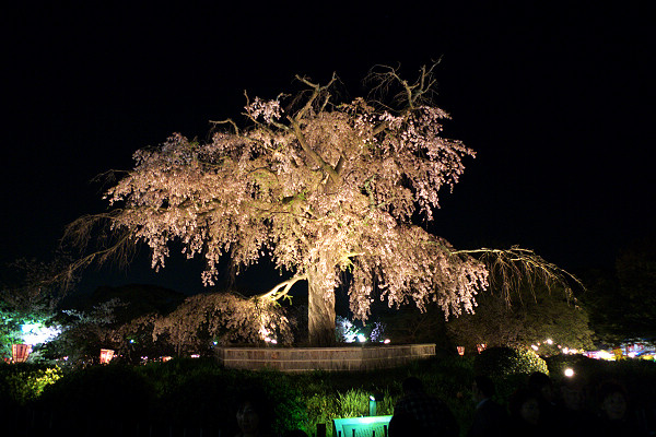 10天後的祗園枝垂櫻,這才是滿開喔…