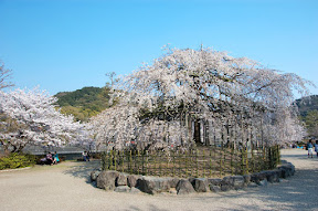 塔の島上的枝垂櫻