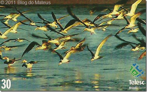 Talha-Mar (Rynchops nigra) cartão telefônico Talha-Mar (Rynchops nigra) cartão telefônico
