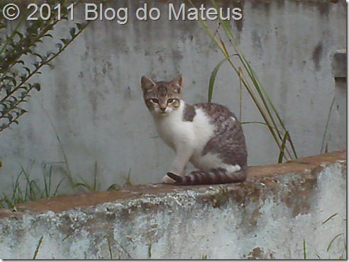 Olhar felino Olhar felino