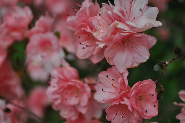 DSC_0633 DSC_0633