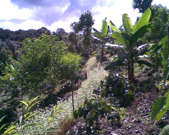 coffee, indigo fera (sheep fodder), buckwheat (people fodder), peach, banana, 