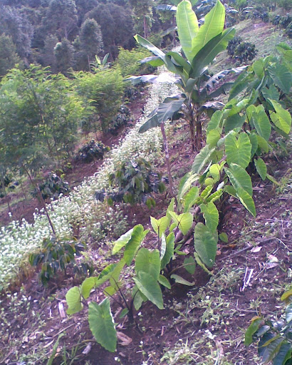 taro, macademia, jackfruit, ginger, 