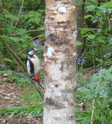 [woodpecker 2[2].jpg]