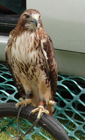 [red tailed hawk[2].jpg]