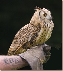 Long_Eared_Owl