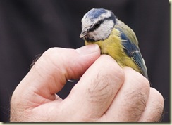 blue tit 2