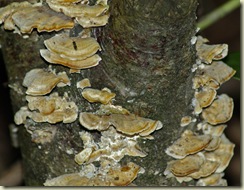 fungus 2