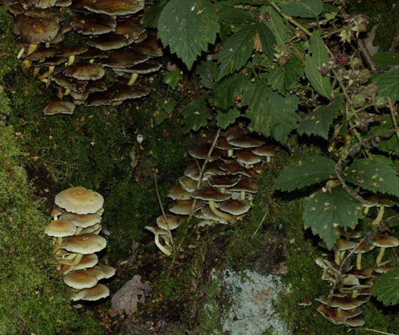 [fungus 19[2].jpg]