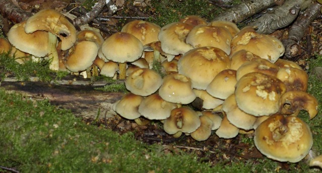 [fungus 24[2].jpg]