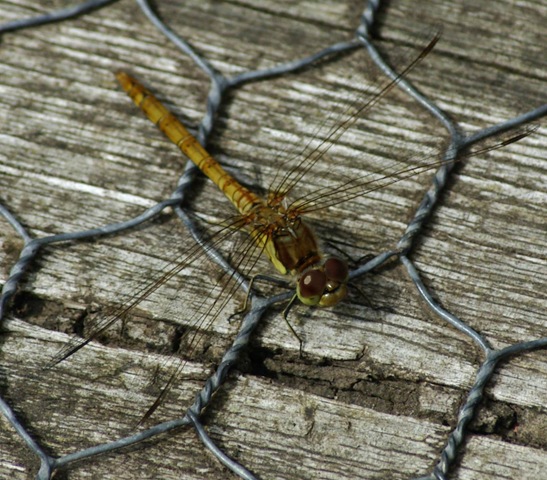 [yellow darter good[2].jpg]