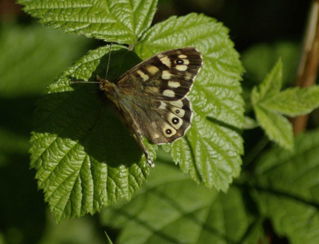 [flutterby[3].jpg]