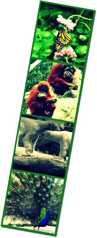 San Diego Zoo and Wild Animal Park