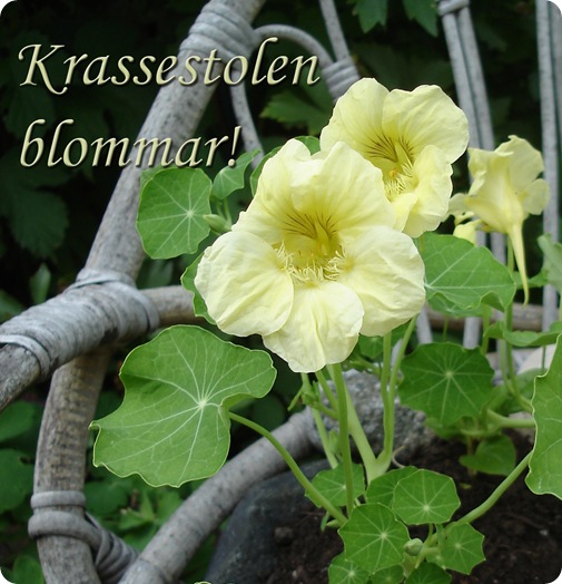 Krassestolen blommar