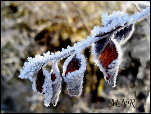 L&ouml;v-med-rimfrost.