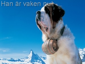 [st bernhard[9].jpg]