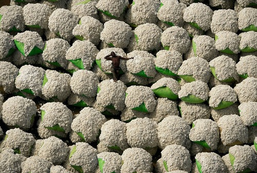 Bales of Cotton